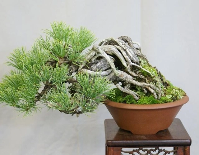 Cây bonsai là gì nguồn gốc phân loại và những loại cây đẹp - 5