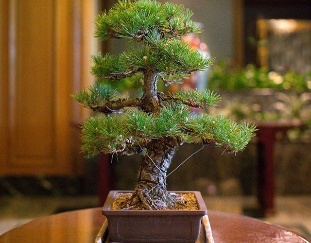 Cây bonsai là gì nguồn gốc phân loại và những loại cây đẹp - 6