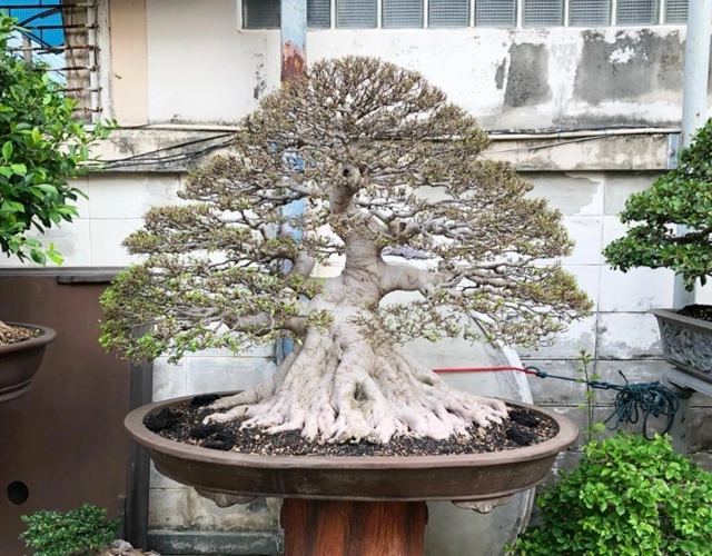 Cây bonsai là gì nguồn gốc phân loại và những loại cây đẹp - 7