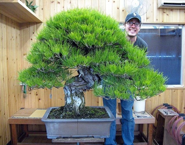 Cây bonsai là gì nguồn gốc phân loại và những loại cây đẹp - 8