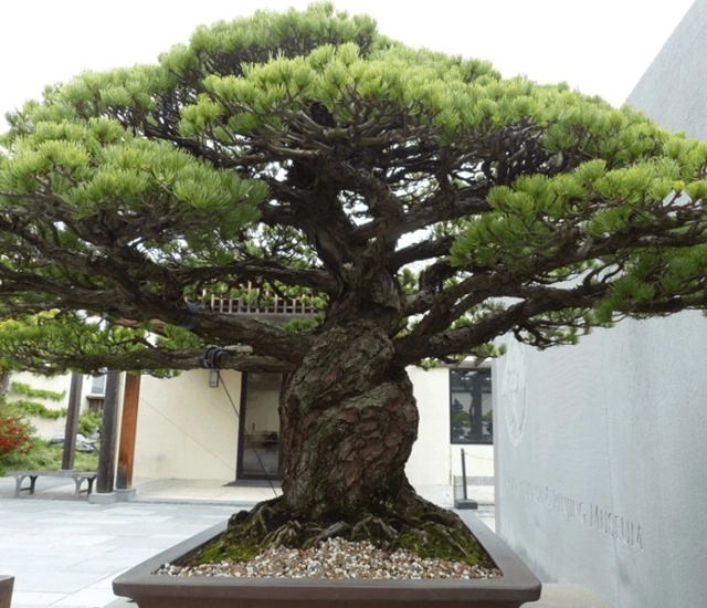 Cây bonsai là gì nguồn gốc phân loại và những loại cây đẹp - 11