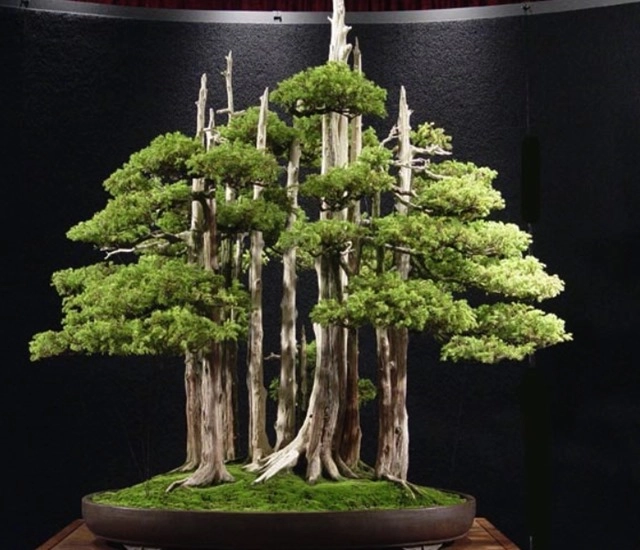 Cây bonsai là gì nguồn gốc phân loại và những loại cây đẹp - 13