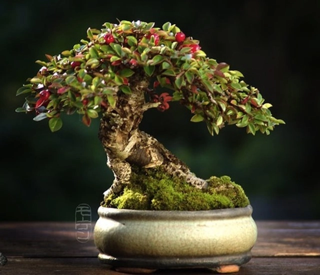 Cây bonsai là gì nguồn gốc phân loại và những loại cây đẹp - 14