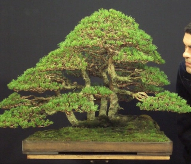 Cây bonsai là gì nguồn gốc phân loại và những loại cây đẹp - 15