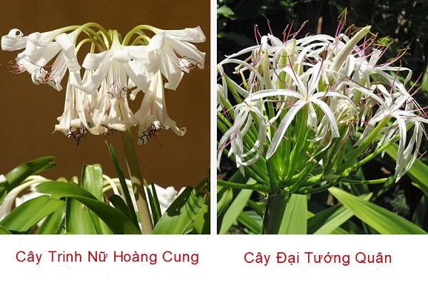 Cây đại tướng quân là cây gì tác dụng ý nghĩa phong thủy và cách trồng - 5