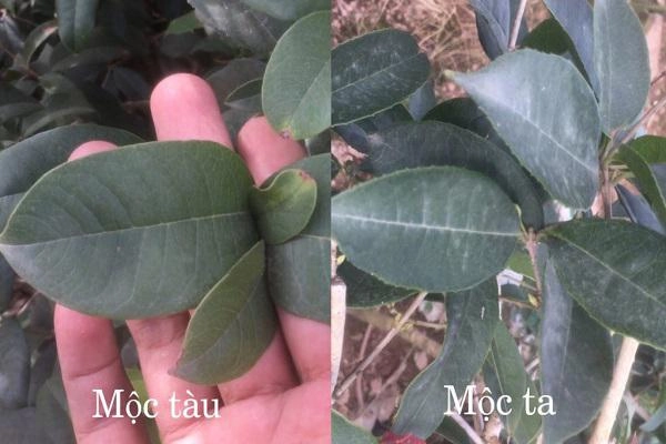 Cây mộc hương - ý nghĩa cách trồng và chăm sóc cho cây ra hoa đẹp - 2