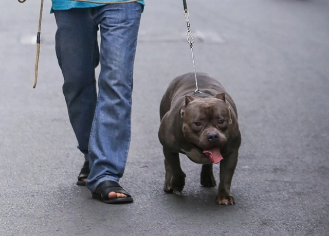 Chó bully có những loại nào đặc điểm và giá bán - 2