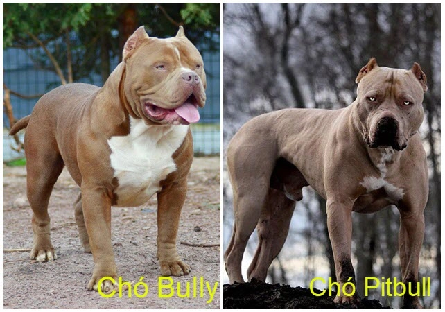 Chó bully có những loại nào đặc điểm và giá bán - 3