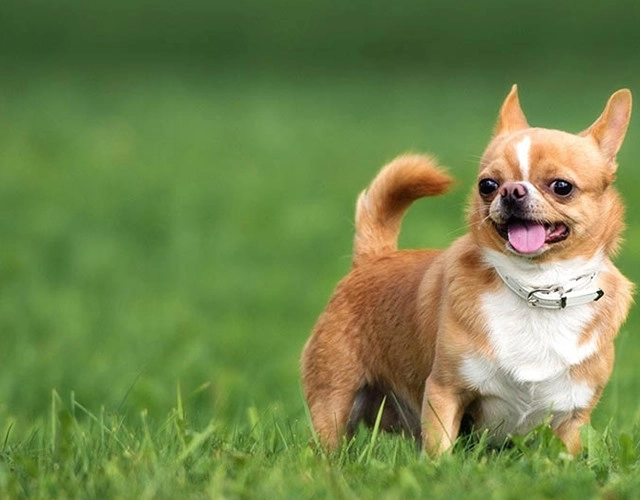 Chó chihuahua - giống chó nhỏ nhưng rất tinh nhanh đáng yêu - 1