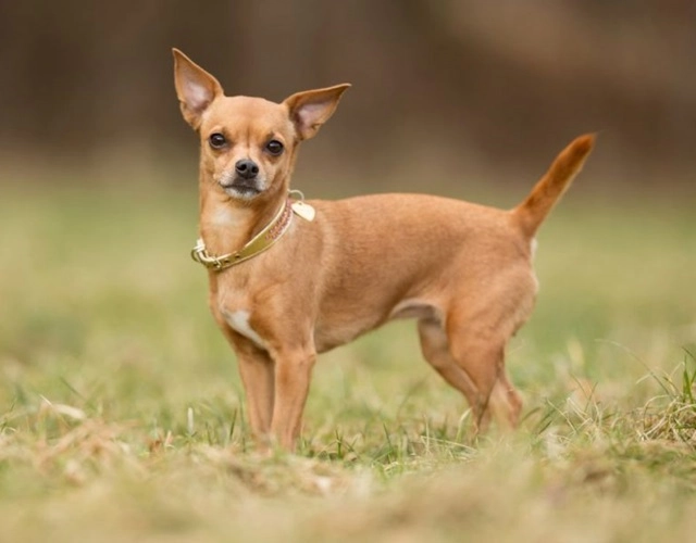 Chó chihuahua - giống chó nhỏ nhưng rất tinh nhanh đáng yêu - 2