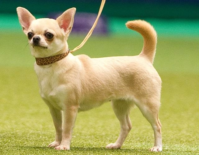 Chó chihuahua - giống chó nhỏ nhưng rất tinh nhanh đáng yêu - 3