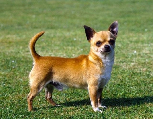 Chó chihuahua - giống chó nhỏ nhưng rất tinh nhanh đáng yêu - 5