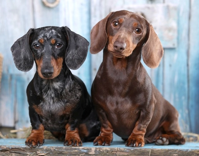 Chó lạp xưởng dachshund 17 điều cần biết về giống chó này - 1