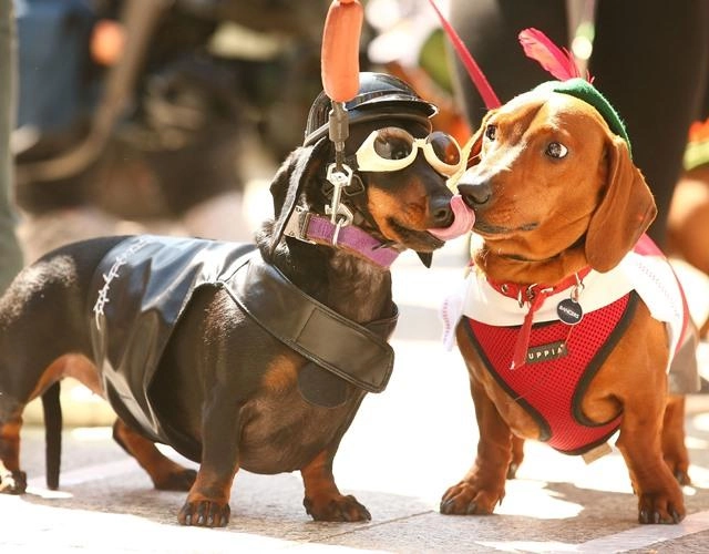 Chó lạp xưởng dachshund 17 điều cần biết về giống chó này - 3