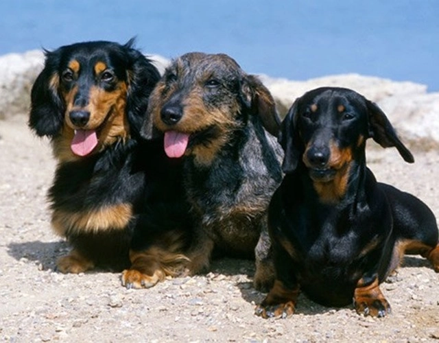 Chó lạp xưởng dachshund 17 điều cần biết về giống chó này - 4