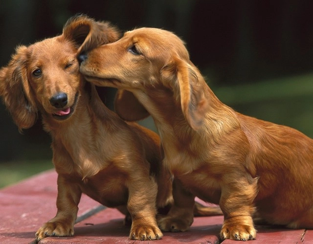 Chó lạp xưởng dachshund 17 điều cần biết về giống chó này - 5