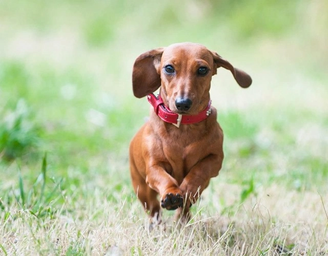 Chó lạp xưởng dachshund 17 điều cần biết về giống chó này - 7