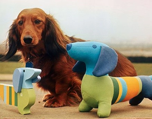 Chó lạp xưởng dachshund 17 điều cần biết về giống chó này - 8