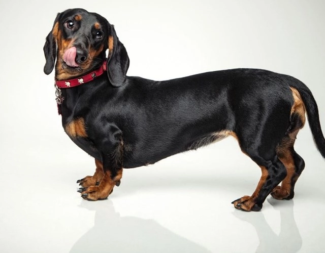 Chó lạp xưởng dachshund 17 điều cần biết về giống chó này - 10