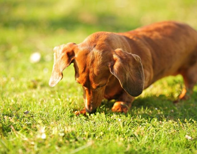 Chó lạp xưởng dachshund 17 điều cần biết về giống chó này - 11