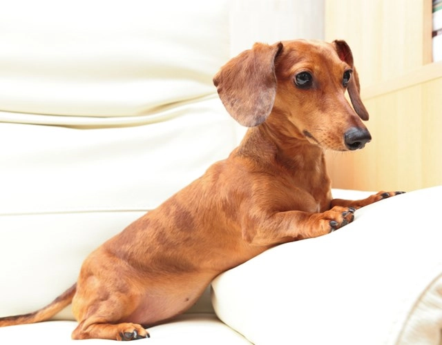 Chó lạp xưởng dachshund 17 điều cần biết về giống chó này - 12