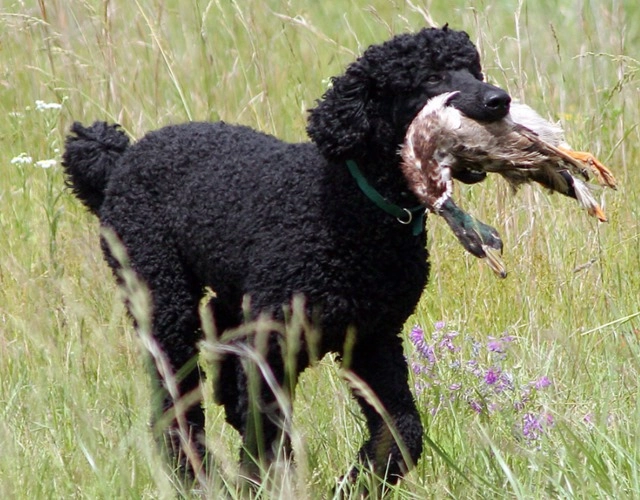 Chó poodle phân loại cách chăm sóc và giá bán - 1