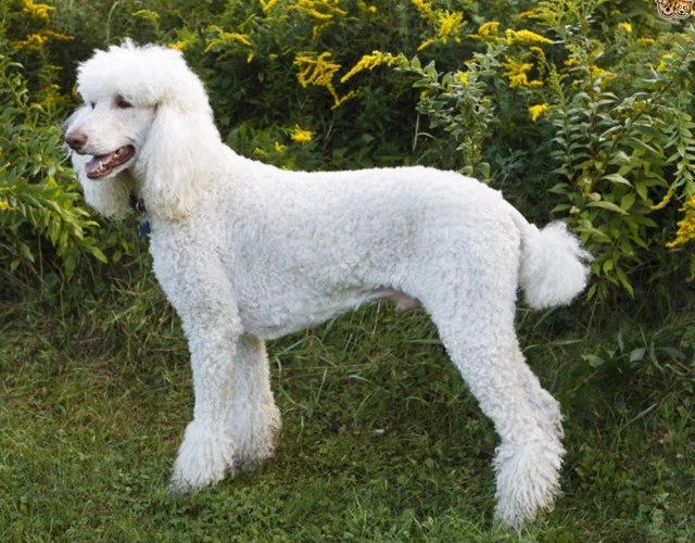 Chó poodle phân loại cách chăm sóc và giá bán - 2