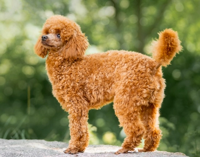 Chó poodle phân loại cách chăm sóc và giá bán - 3