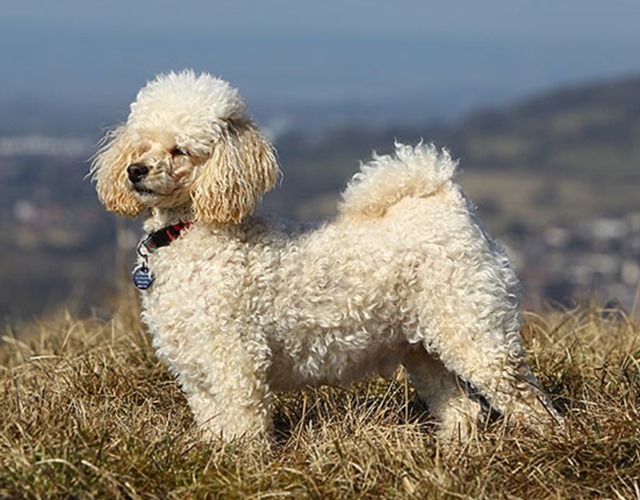 Chó poodle phân loại cách chăm sóc và giá bán - 4