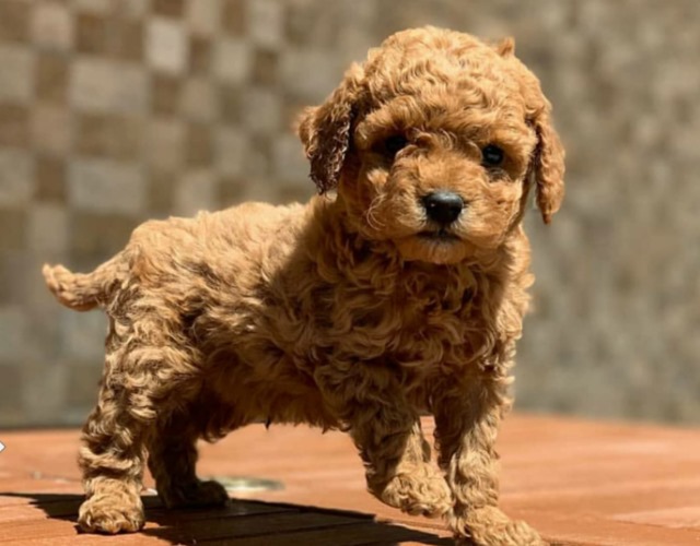 Chó poodle phân loại cách chăm sóc và giá bán - 5