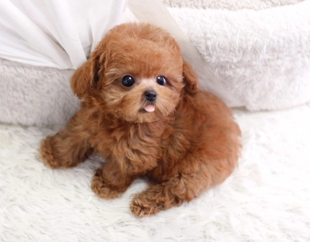 Chó poodle phân loại cách chăm sóc và giá bán - 6