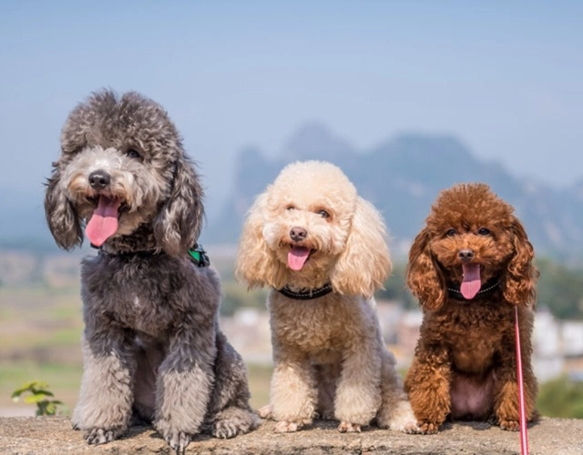 Chó poodle phân loại cách chăm sóc và giá bán - 7