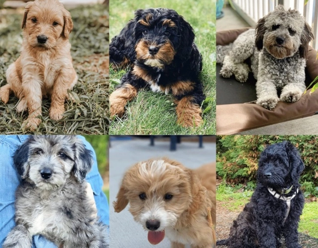 Chó poodle phân loại cách chăm sóc và giá bán - 8