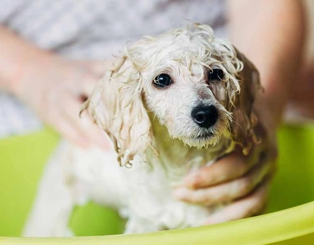 Chó poodle phân loại cách chăm sóc và giá bán - 13