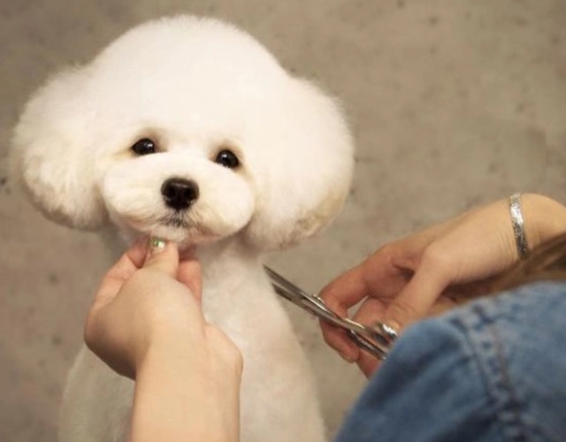 Chó poodle phân loại cách chăm sóc và giá bán - 14