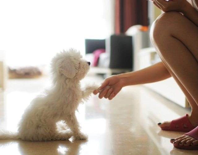 Chó poodle phân loại cách chăm sóc và giá bán - 16