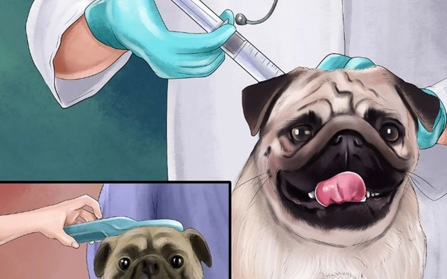 Chó pug - đặc điểm chó mặt xệ và cách nuôi dạy - 8