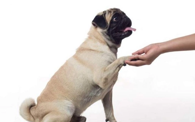 Chó pug - đặc điểm chó mặt xệ và cách nuôi dạy - 10