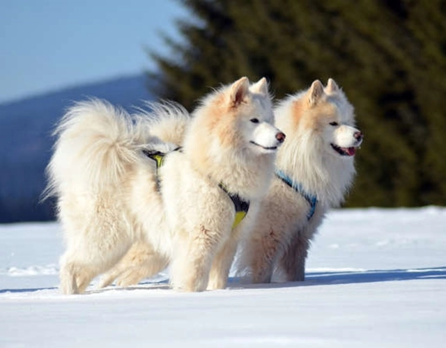 Chó samoyed - những thông tin cần biết giá bán và cách nuôi - 1