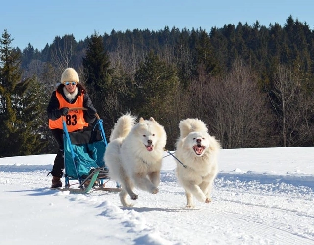 Chó samoyed - những thông tin cần biết giá bán và cách nuôi - 2