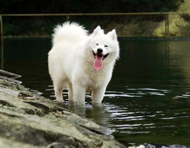 Chó samoyed - những thông tin cần biết giá bán và cách nuôi - 3