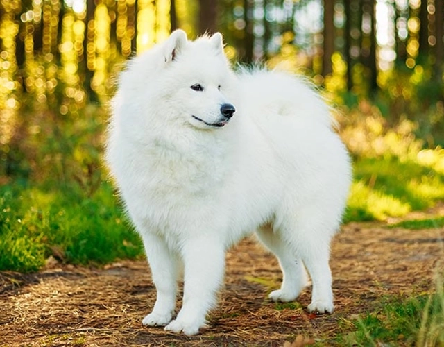 Chó samoyed - những thông tin cần biết giá bán và cách nuôi - 4