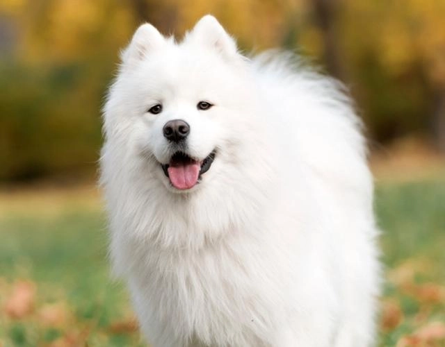 Chó samoyed - những thông tin cần biết giá bán và cách nuôi - 5