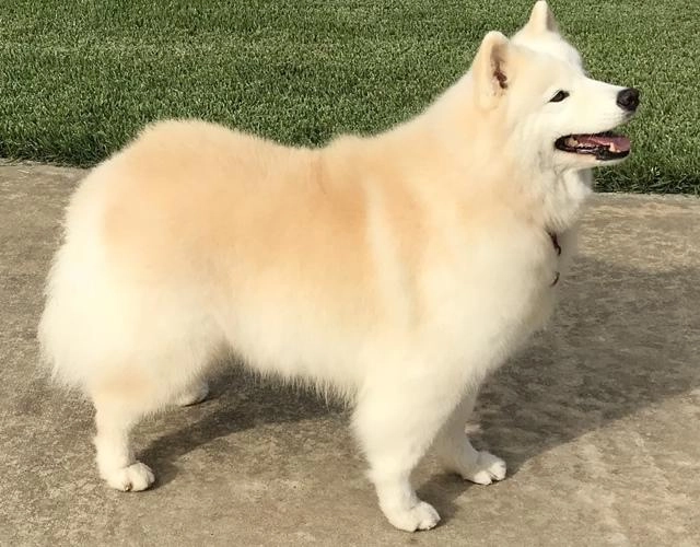 Chó samoyed - những thông tin cần biết giá bán và cách nuôi - 6