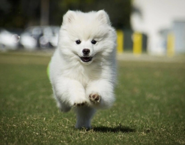 Chó samoyed - những thông tin cần biết giá bán và cách nuôi - 8