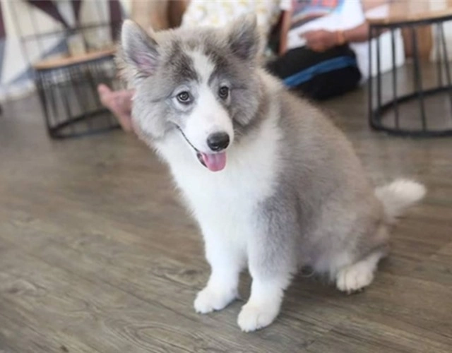 Chó samoyed - những thông tin cần biết giá bán và cách nuôi - 9