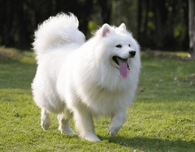 Chó samoyed - những thông tin cần biết giá bán và cách nuôi - 10