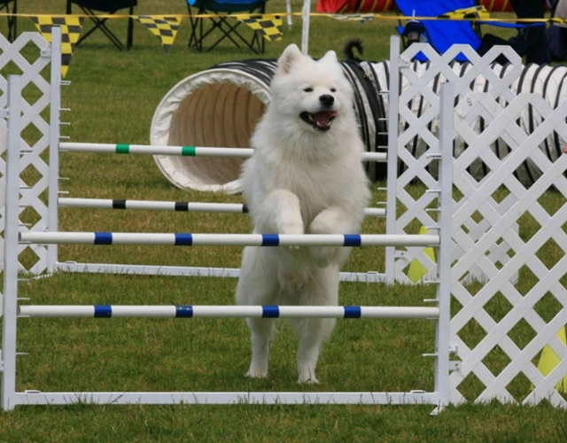 Chó samoyed - những thông tin cần biết giá bán và cách nuôi - 11