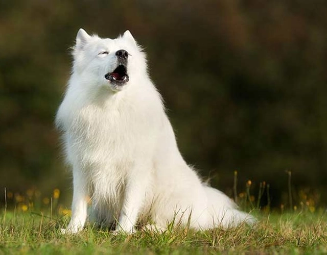 Chó samoyed - những thông tin cần biết giá bán và cách nuôi - 12