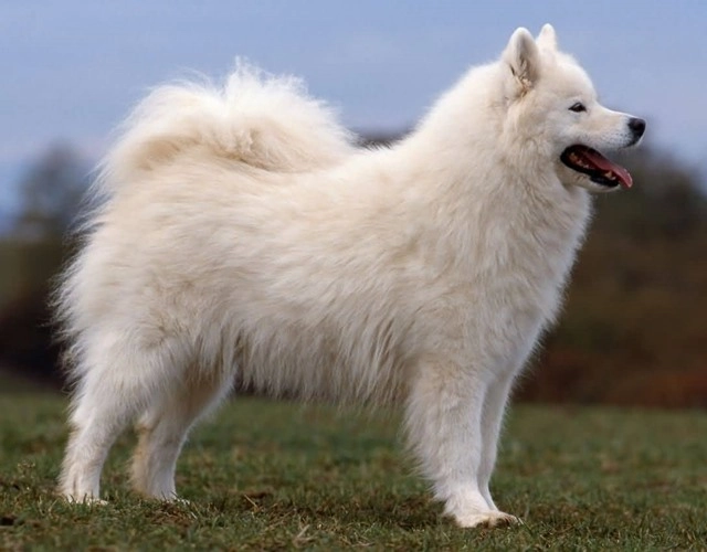 Chó samoyed - những thông tin cần biết giá bán và cách nuôi - 14